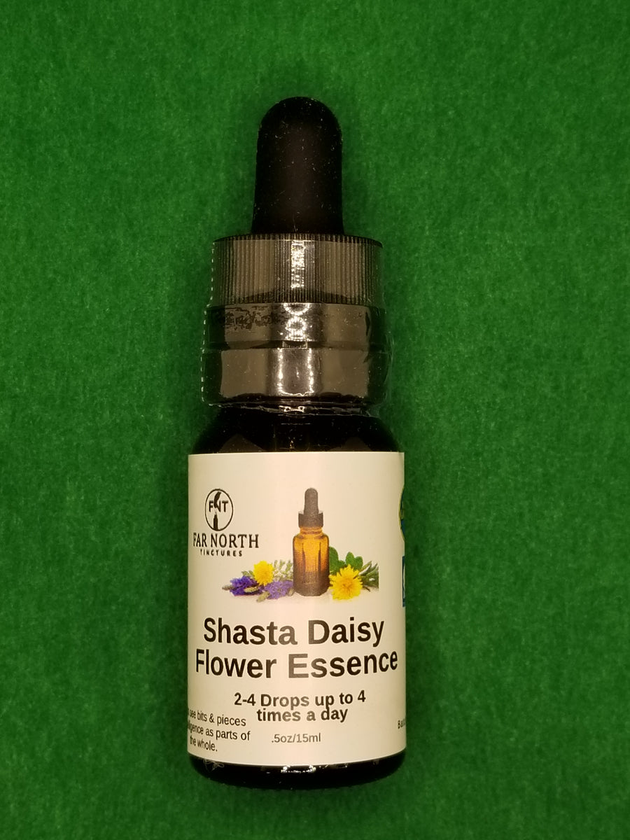 Shasta Daisy Flower Essence Far North Tinctures